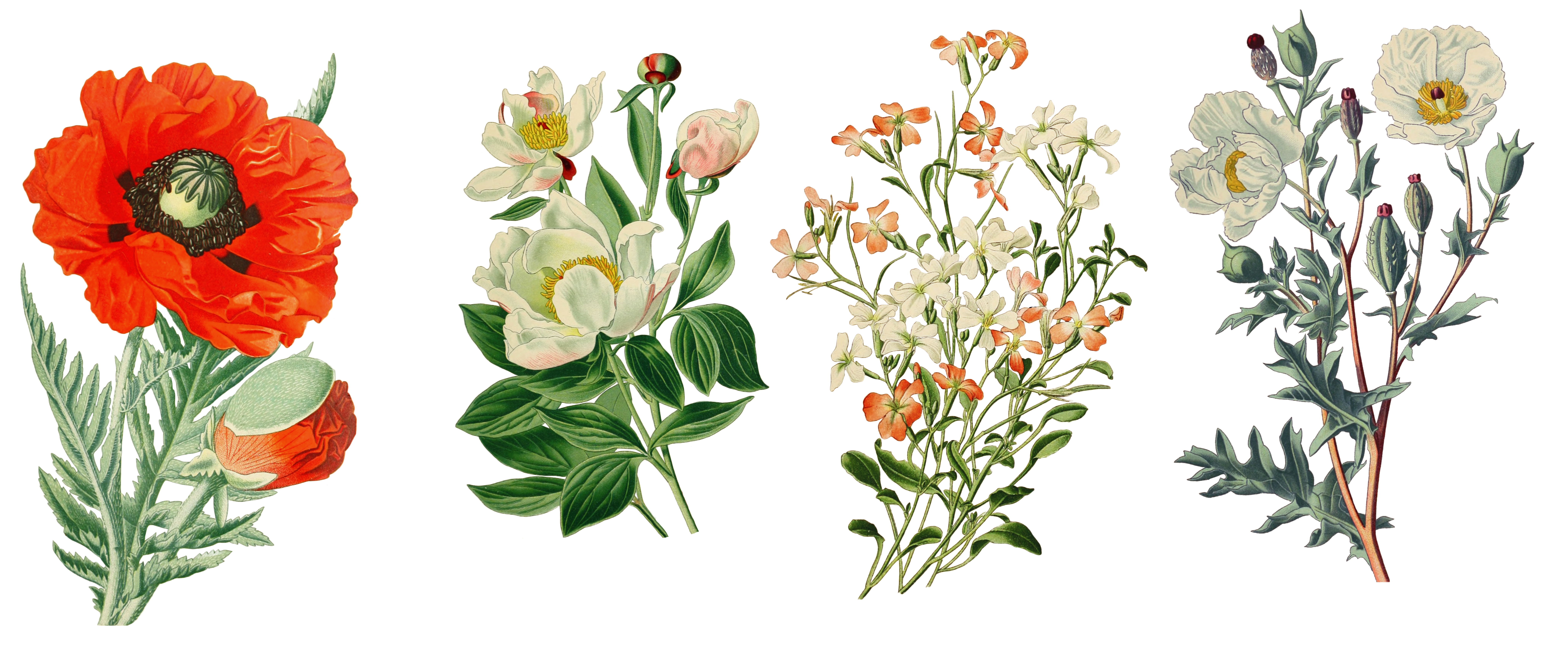 Chinesische Arzneimitteltherapie